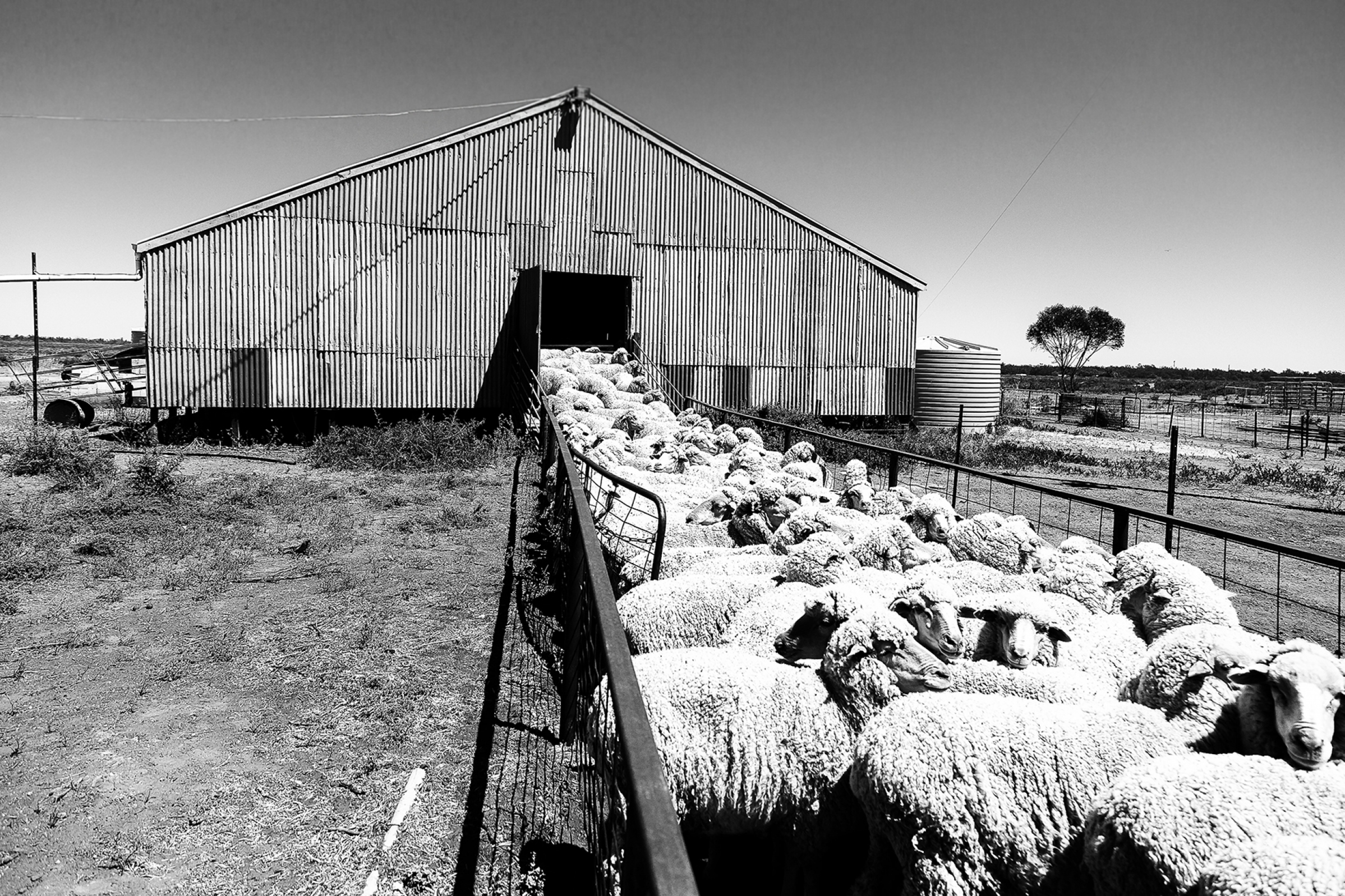 gallery/2014_shearing oxley-002
